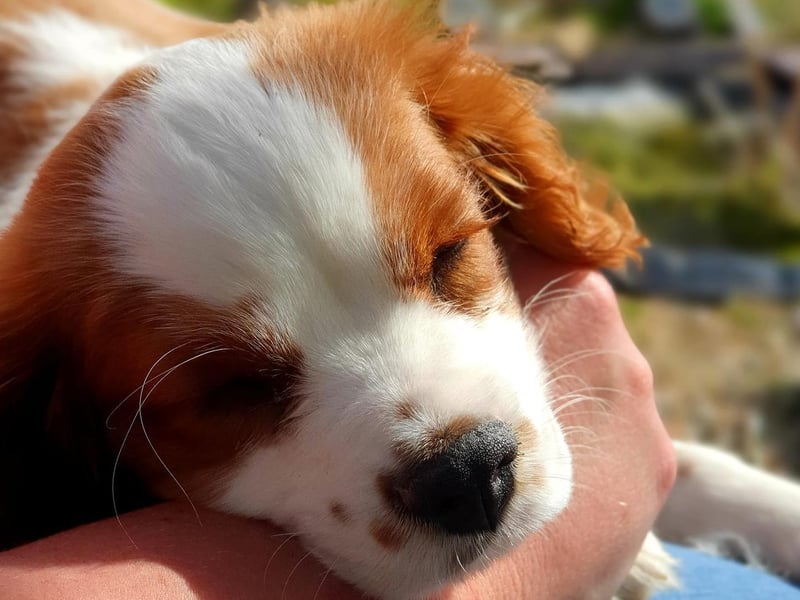 Andy Hunting sent in this picture of his dog, Roxy, as a puppy. She is now 15 months old.