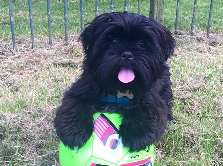 Josie Bishton shared a throwback picture of her dog, Upton, during the 2016 World Cup! Upton is now five-years-old.