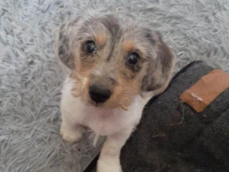 Katie shared this throwback picture of her dog, Malcolm, who is now nine-months-old. Just look at those eyes!
