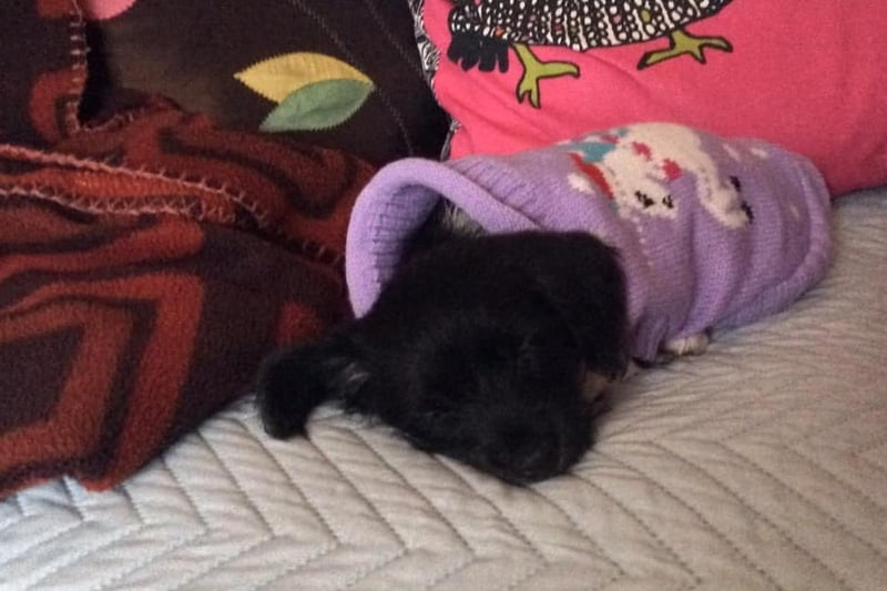 Here is a picture of Milly snuggled in her jumper on the day she was brought home by her owners. She is now three-and-a-half-years-old.