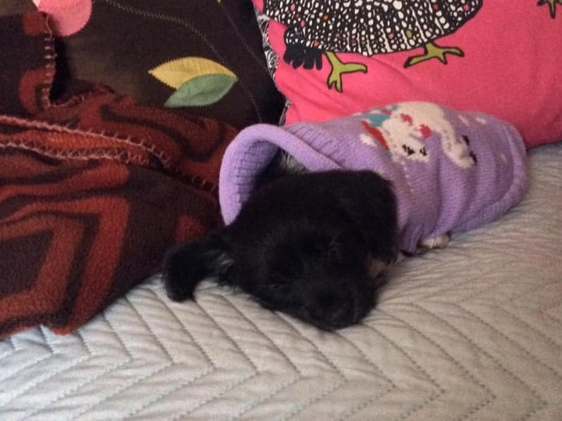 Here is a picture of Milly snuggled in her jumper on the day she was brought home by her owners. She is now three-and-a-half-years-old.