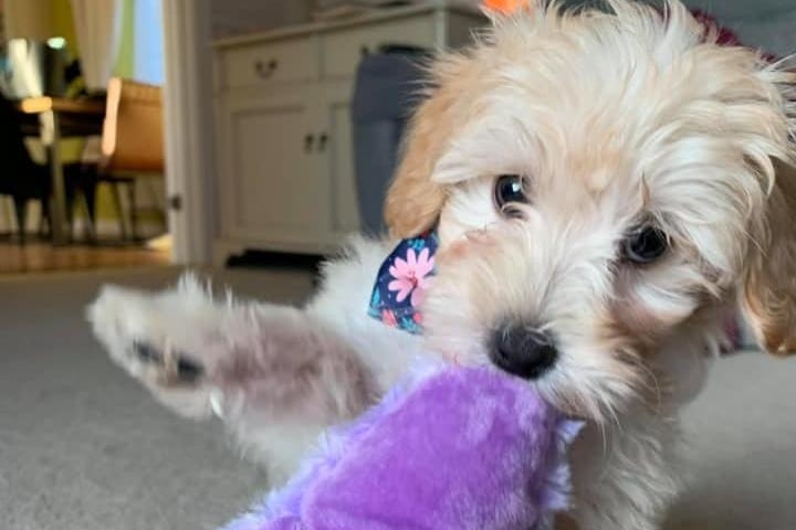 Meet Poppy as a puppy! According to her owner, she used to be the "size of a guinea pig"! She is now one-year-old and keeping her family on their toes.