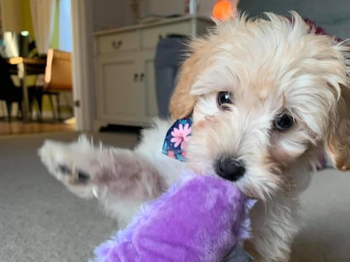 Meet Poppy as a puppy! According to her owner, she used to be the "size of a guinea pig"! She is now one-year-old and keeping her family on their toes.