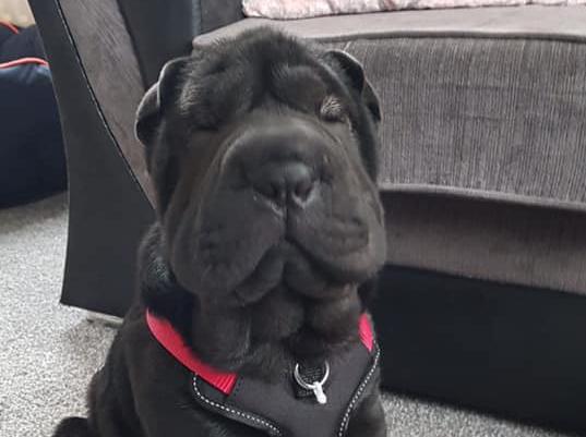 This is Pudding when he was a pup! He is now 18-months-old.