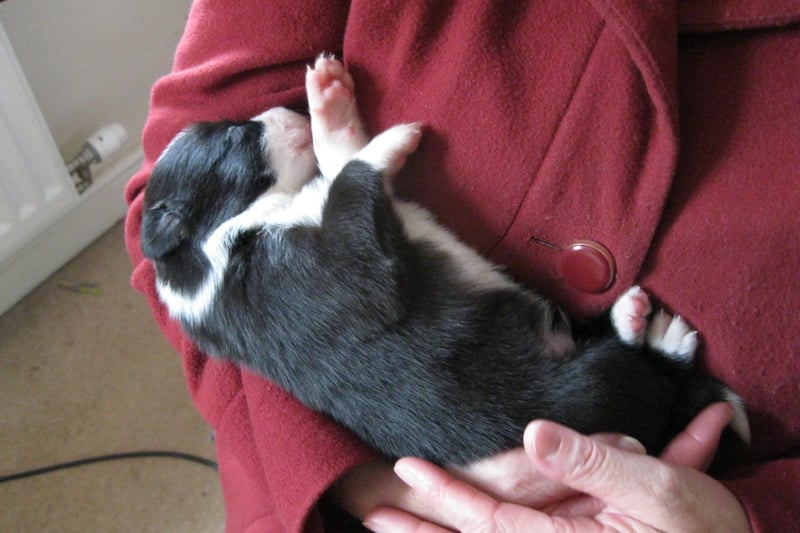 Mylo the Border-Collie puppy pictured here at two-weeks-old will be turning six-years-old in July!