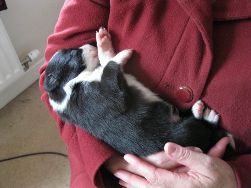 Mylo the Border-Collie puppy pictured here at two-weeks-old will be turning six-years-old in July!
