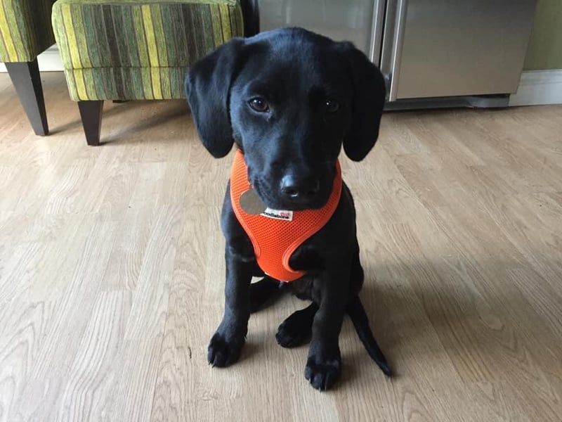 Daniel Owens shared this throwback picture of his dog, Oscar, who is now five-years-old!