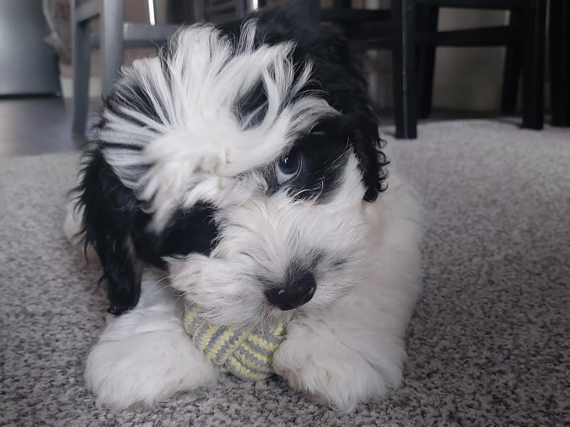 Lauren Pearce sent in this picture of her lockdown puppy, Domino! He is nearly four-months-old now and has grown so much since this picture was taken.