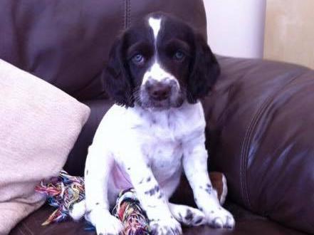 Meet Misty as a puppy; she is now six-years-old. How time flies!