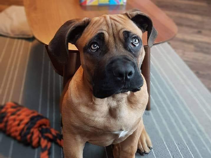 Here is Vince as a puppy - he is now three-and-a-half-years-old!
