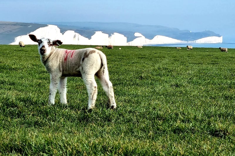 A lamb on Seaford Head, with the Seven Sisters in the background. Taken by Fiona Coutts. SUS-210324-095010001