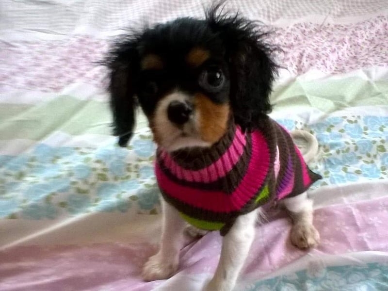Five-year-old Maggie looks so cute here as a puppy!