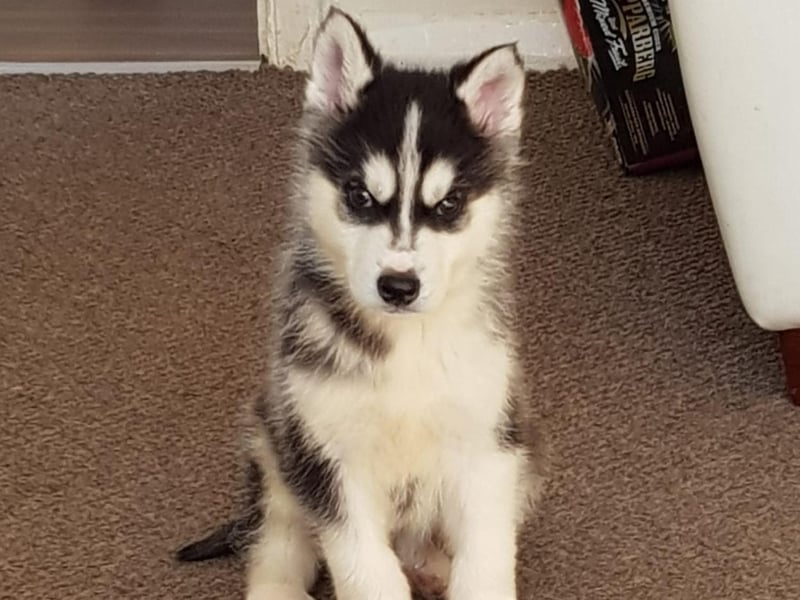 Hunter - pictured here as a puppy - is now three-years-old.