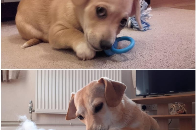A now-and-then picture of Bailey, who is now four-years-old!