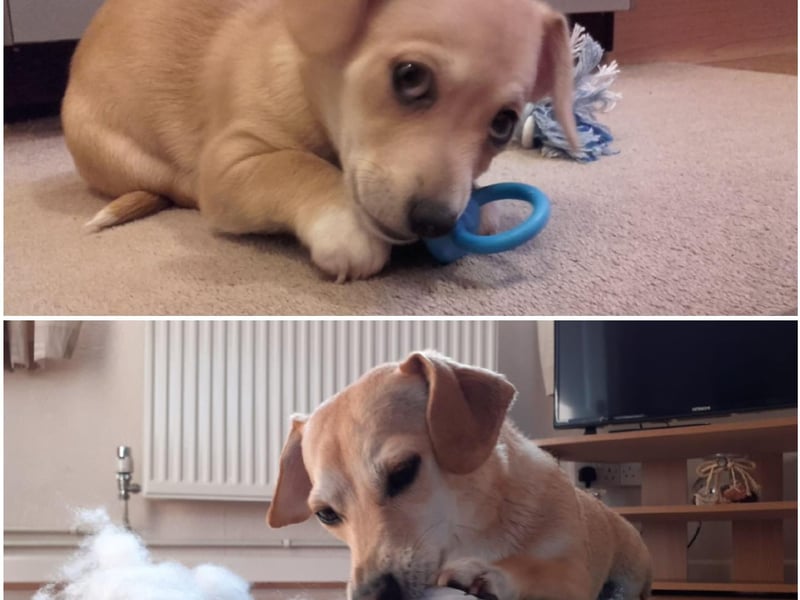 A now-and-then picture of Bailey, who is now four-years-old!