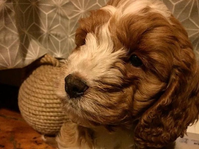 Dustin - pictured as a puppy here - is now four-years-old.