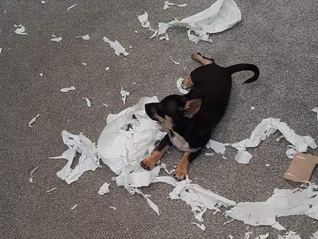Snoop certainly was a little rascal as a puppy - he is now one-year-old.