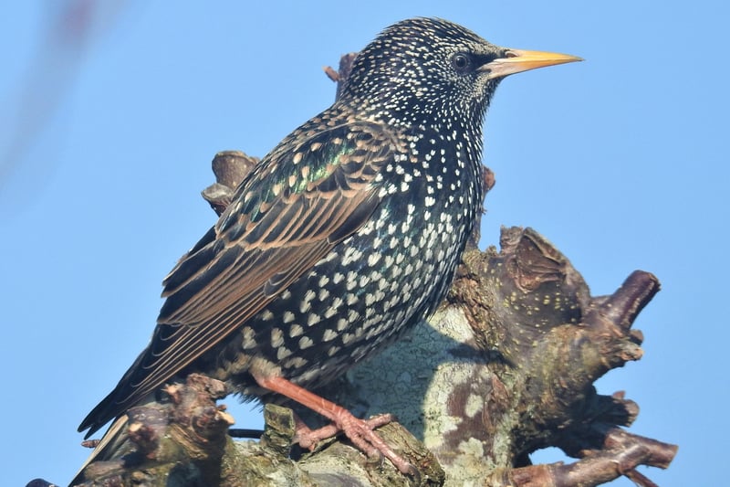 "We see hundreds murmurating around the pier but starlings are beautiful individually too," said Rob Torre, who captured this specimen in close detail. SUS-210324-103015001
