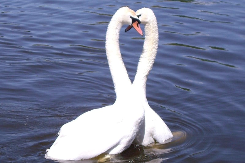 Alastair Ball photographed this pair of swans on Princes Park lake. SUS-210324-104231001
