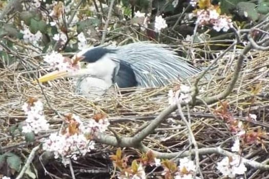 Heron on its nest at Hampden Park, taken by Fred Stoner. SUS-210324-104709001