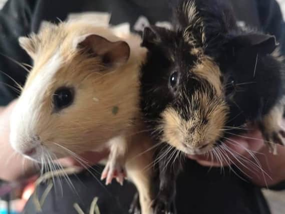 Arthur and Merlin are looking to be re-homed