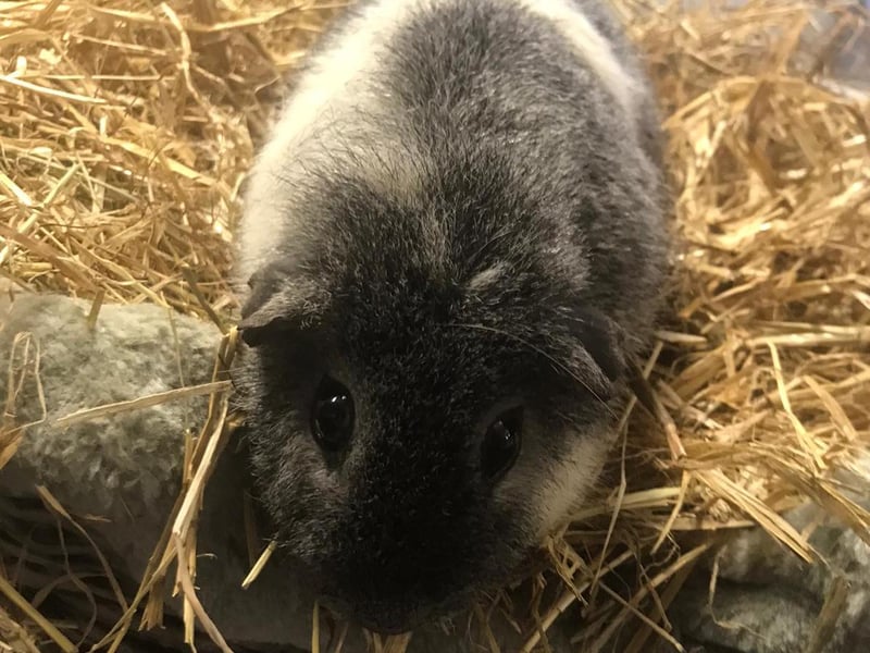 Sleet is looking for a new home