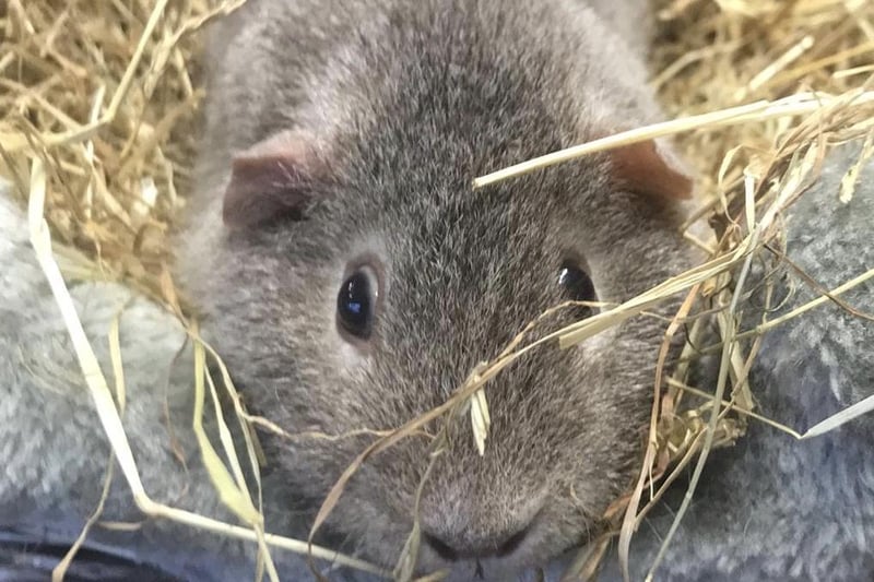 Poppy is one of 14 guinea pigs in need of re-homing from Animals In Need