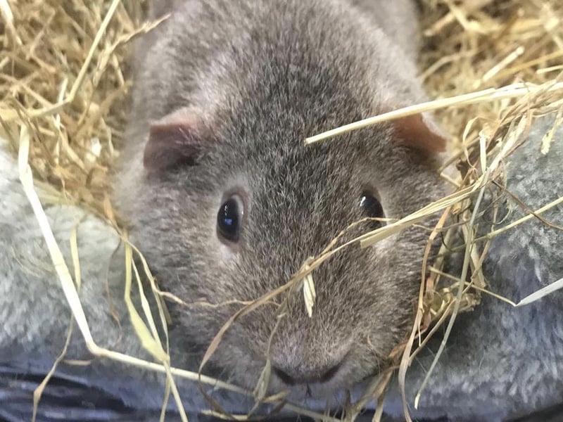 Poppy is one of 14 guinea pigs in need of re-homing from Animals In Need