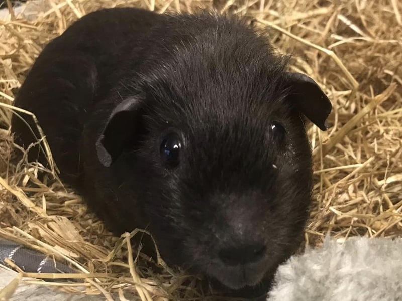 Could Gertie be your new pet?