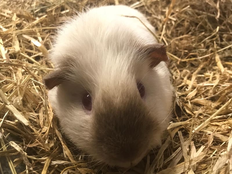 Blizzard is looking for a forever home