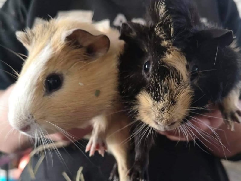 This pair could be the perfect addition to your family