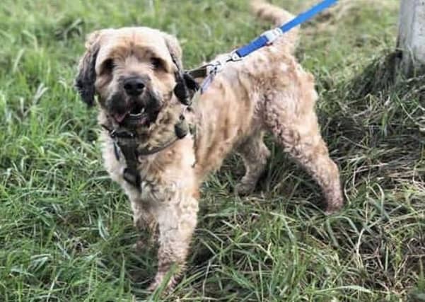 This is Rocky. He is believed to be a cockerpoo type. He came in with another dog when their owner became too ill to care for them. After a much needed shave and some TLC Rocky is ready to find his forever family.
Rocky is a lovely boy who although timid at first has quickly warmed up to the staff at Block Fen.
Someone who permanently works from home or who can take Rocky in with them is ideal.