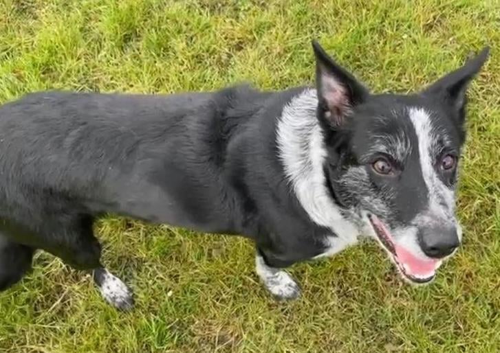 Chip is a 6/7 year old male Australian Cattle Dog, looking for a special foster home or permanent home.

 Chip is very people (and ball ) focused - as you would expect from a Cattle dog! He is a lovely boy, who adores people and is very happy to engage with playtime and training. Sadly, he has been in at least three homes in his life, and we need to find his perfect match.