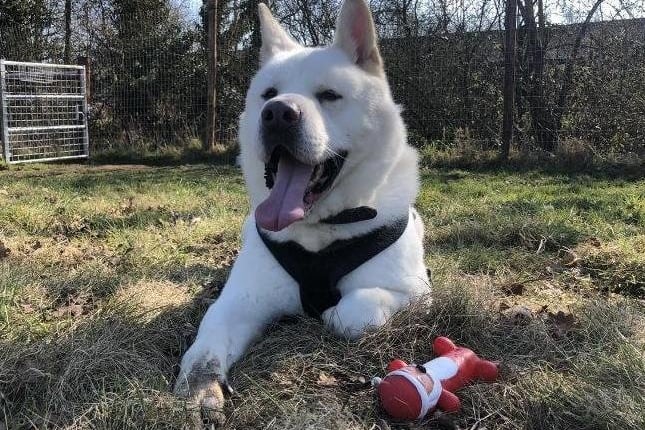 Ghost is looking for an active family who can provide him with the stimulation and exercise he needs, as well as a home with a garden to play off lead with all his favourite toys! Ghost walks well on a loose lead once he gets going and is also halti trained, however, applicants must consider his size and potential strength as he is a large breed and weighs 42kg.