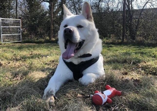 Ghost is looking for an active family who can provide him with the stimulation and exercise he needs, as well as a home with a garden to play off lead with all his favourite toys! Ghost walks well on a loose lead once he gets going and is also halti trained, however, applicants must consider his size and potential strength as he is a large breed and weighs 42kg.