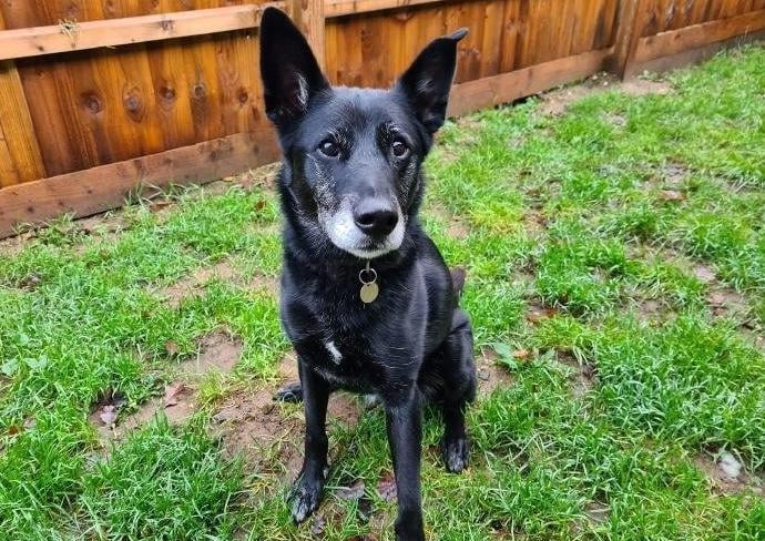 Jana is very clever and learns quickly, especially if there is the promise of a tasty treat as a reward.  She is loving and likes spending time with human friends, being given fuss and attention. 
Jana always wears a muzzle when she’s on her walks, because she is not keen on her canine counterparts.
