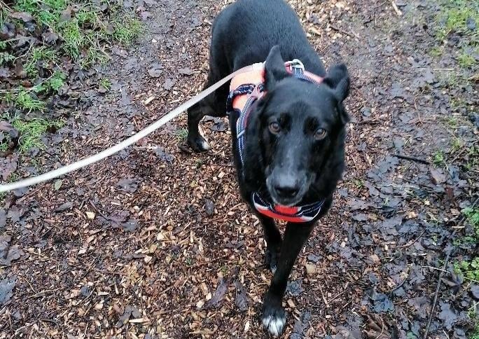 This sweet soul is Wiggy. We don't know a great deal about his background, but when he arrived it was clear that he had been through a lot. Despite all his problems though, his sweet and gentle nature shone through.
Due to his medical needs he has been staying with a foster family. Wiggy is now on anti-inflammatory medication for his back legs, which has allowed him a whole new lease of life.