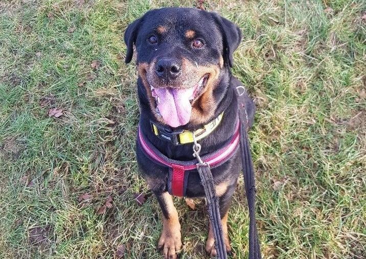 Paris is such a lovely girl; Gentle giant really does fit her personality. When it comes to fuss, she knows what she wants, and she is not afraid to ask. She shared her previous home with another dog, so she might appreciate having another friendly dog in the home, but she is so human focused that it's not a 'must'.
