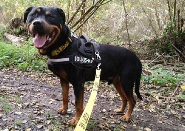 Smokey was previously reserved, however his reservation has fallen through and he needs a very special new owner.

Smokey hasn't had the best start in life, possibly living outdoors, but that hasn't stopped him being a lovely friendly bouncy boy.

 You will need to be an experienced owner, used to reward based training and have time to give this lovely boy all the time that you would give a pup, as he would benefit from going back to basics.

 He is a little cautious with other dogs.