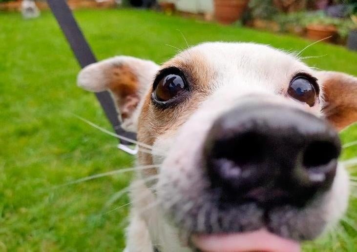 Snowy is a 15 year old Terrier female, looking for an active retirement home.
Finding yourself homeless can be very upsetting for any dog, let alone one of her ripe old age. But after a bit of a bumpy settling-in period, Snowy has settled into her new routine happily.
