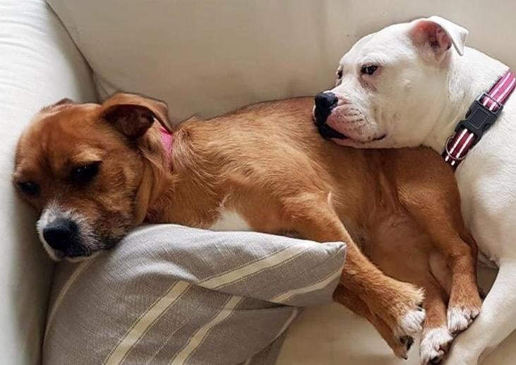 Bonnie (white) and Rosie (tan and white) are currently in a foster home. They have been learning the ways of being in a home and their fosterer has been working super hard with them to help them feel comfortable. Bonnie and Rosie are not house trained at the moment, however it is going well. It is clear that there is nothing these two would rather do then spend their days together! They are not used to being left for long periods of time and so would love someone around a lot of the day!