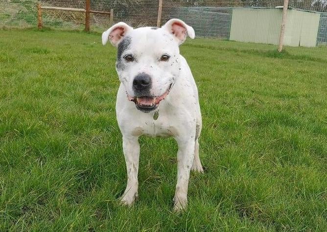 This little fellow is Brax.  Brax doesn’t cope well in the kennel environment so is spending his days in our reception area. He doesn’t act his age at all, runs up and down in our enclosed paddocks getting excited by all of his toys! Brax needs to be the only pet in a home as he is dog aggressive towards other dogs. The staff are muzzle training him and it is going well.