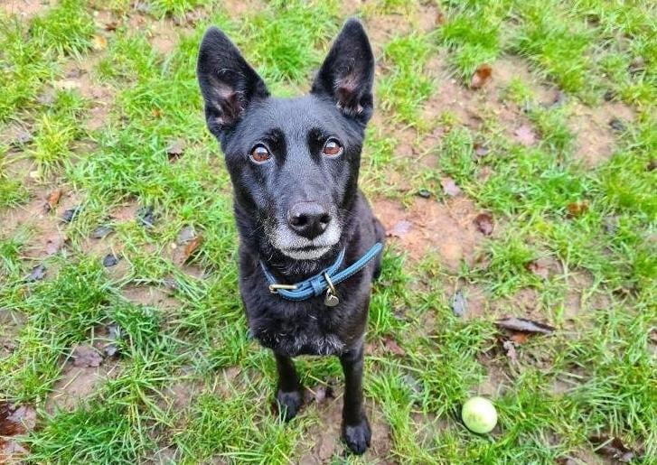 Sasha has been in and out of RSPCA care since she was abandoned as a puppy and then her previous owners sadly passed away. Although shy and nervous of new people, she is slowly starting to show her very beautiful personality. Sasha can’t be rehomed with another dog at present, however she may be able to live with one in the future.