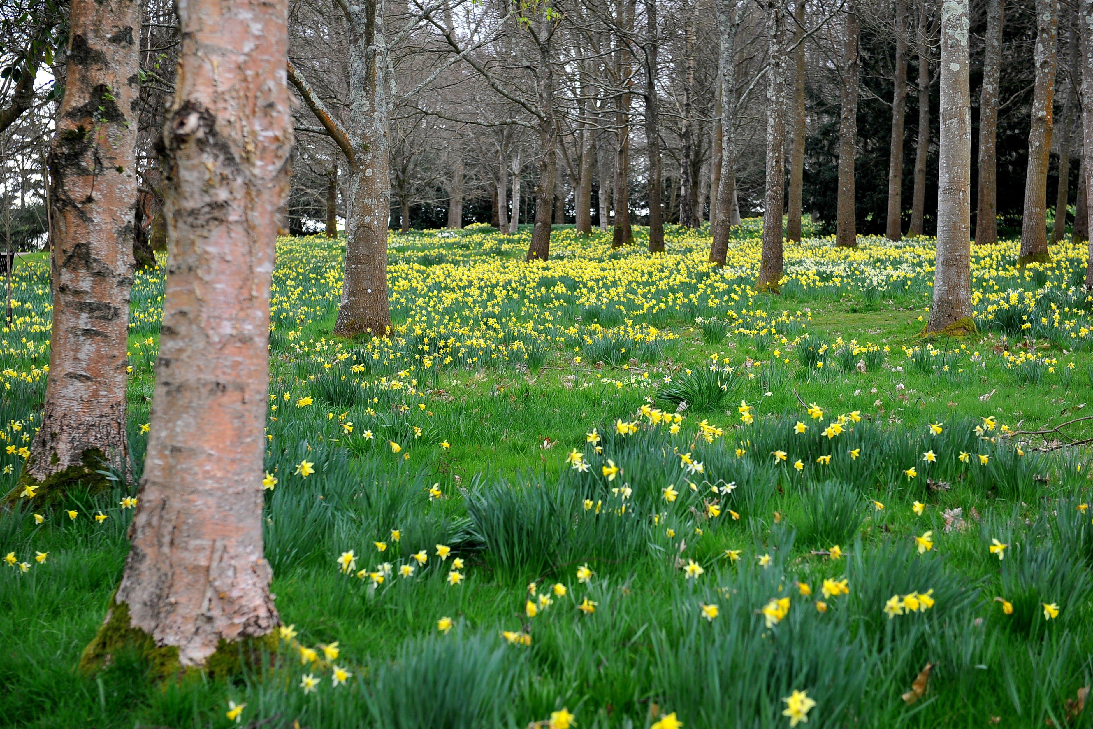 Petworth. Picture: Steve Robards