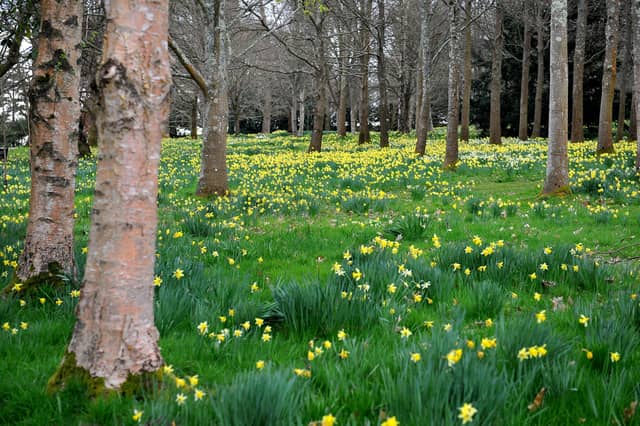 Petworth. Picture: Steve Robards