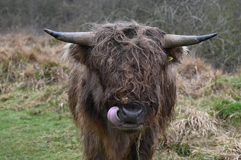 Highland Cows in Twywell