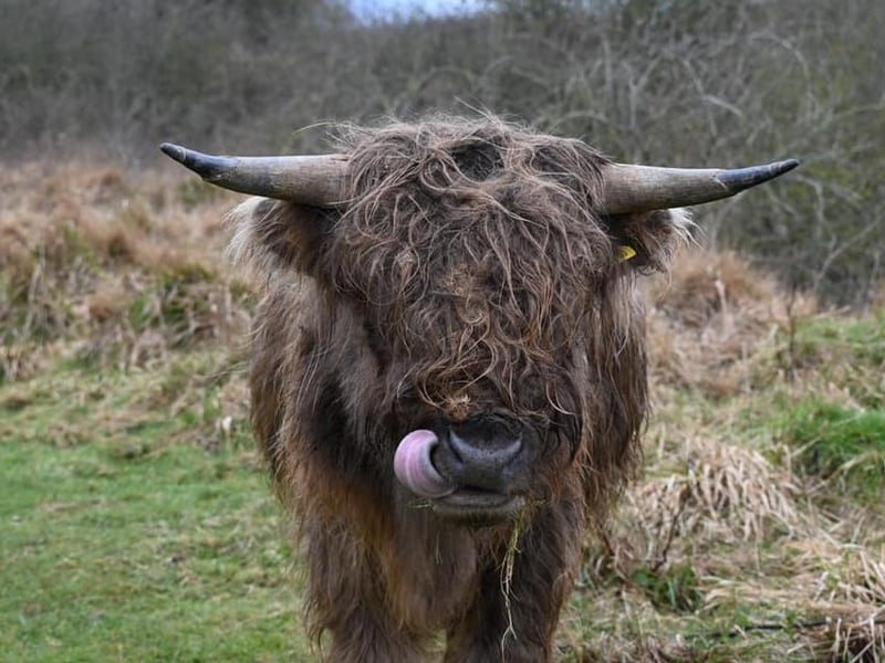 Highland Cows in Twywell
