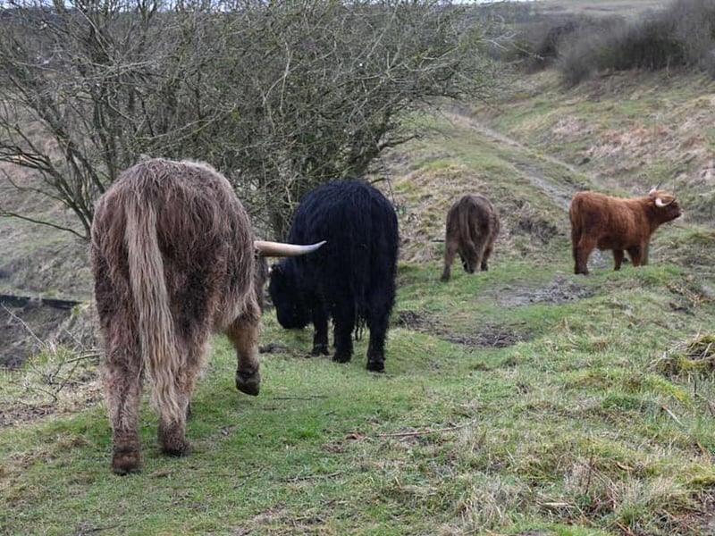 Highland Cows in Twywell
