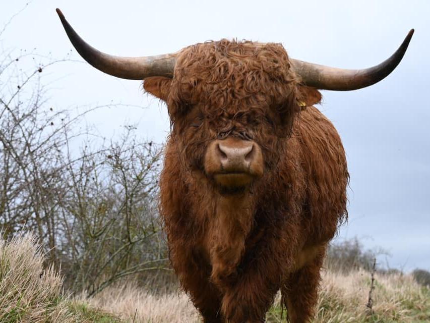 Highland Cows in Twywell