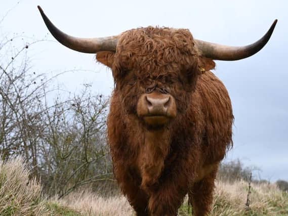 Highland Cows in Twywell